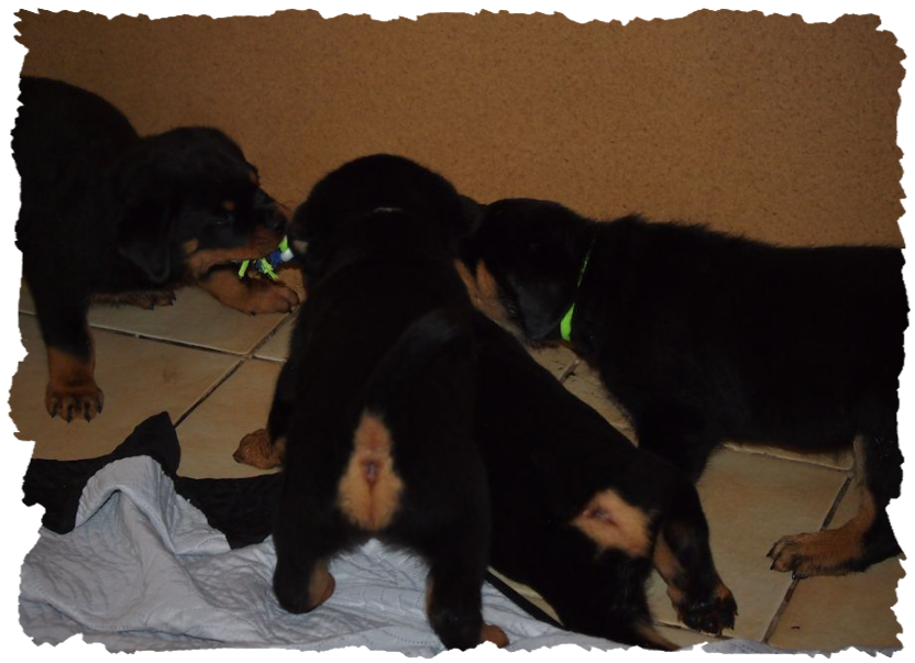 Rottweilerwelpen bei spielen